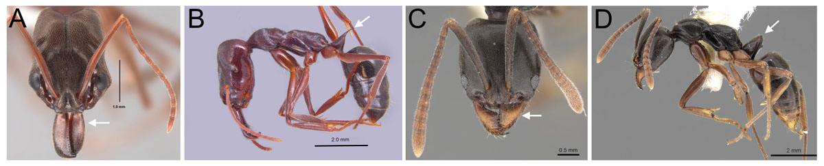 Fig 11
